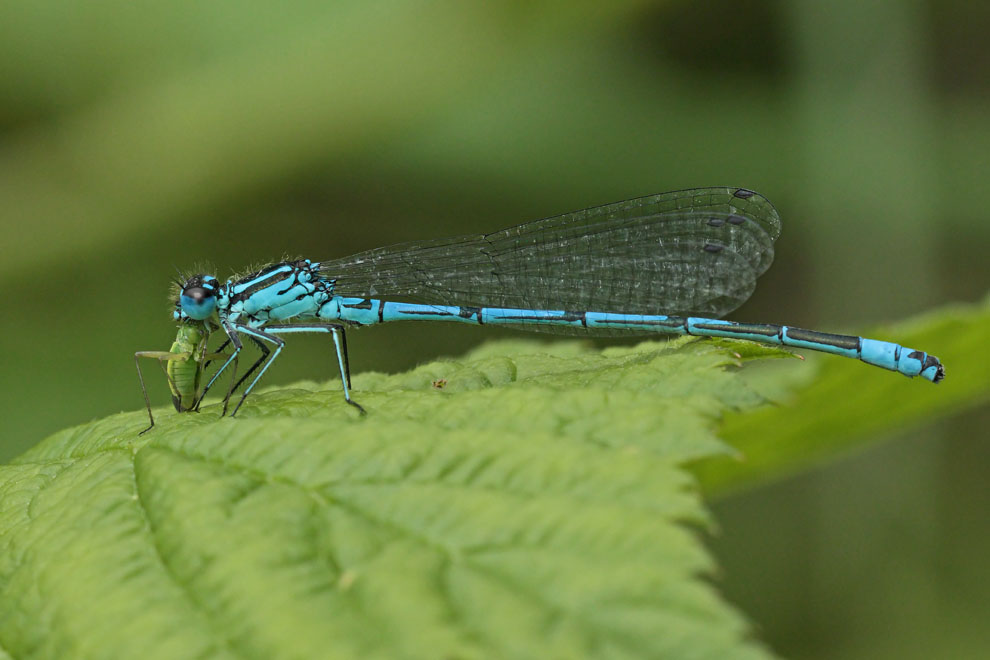Azure Damselfly