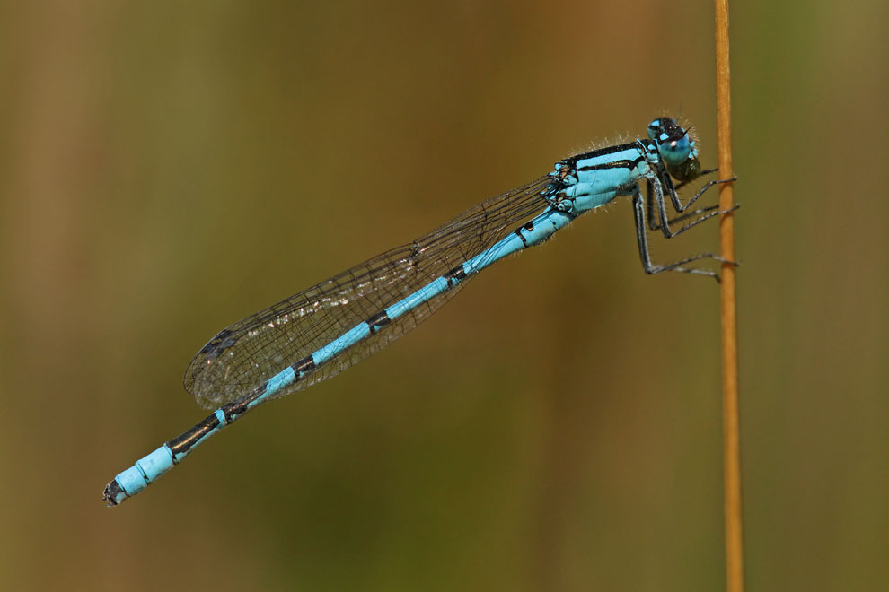 Common Blue Damselfly