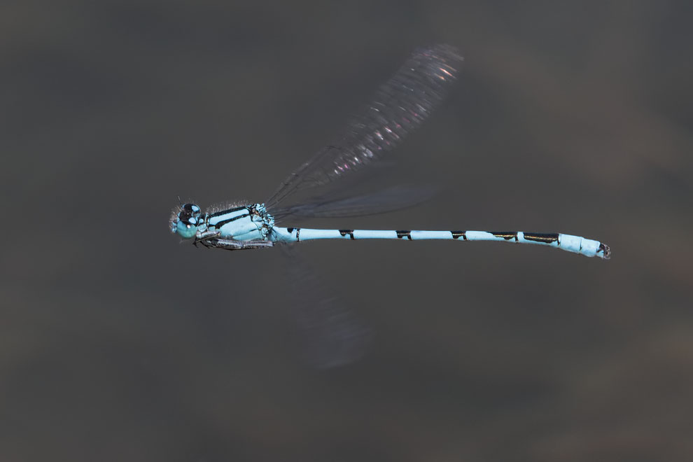 Common Blue Damselfly