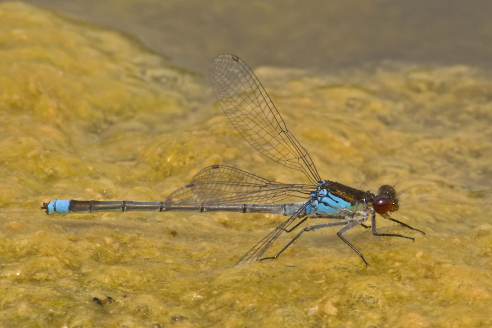 Red-eyed Damselfly