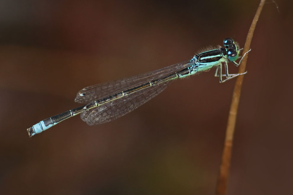 Scarce Blue-tailed Damselfly