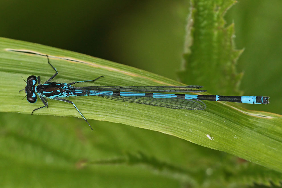 Variable Damselfly 
