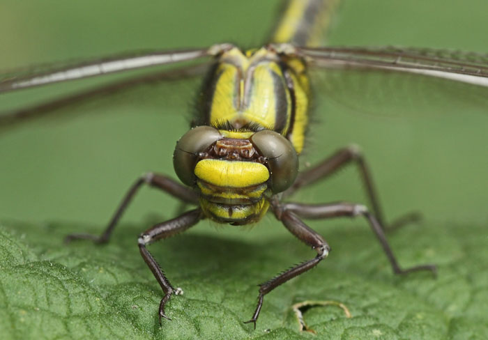 Club-tailed Dragonfly