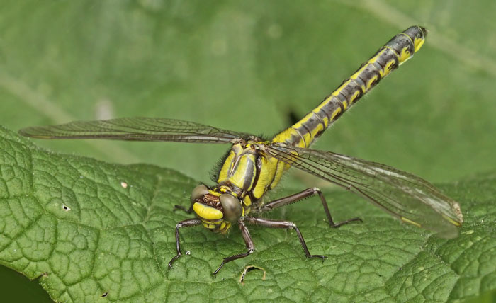 Club tailed Dragonfly