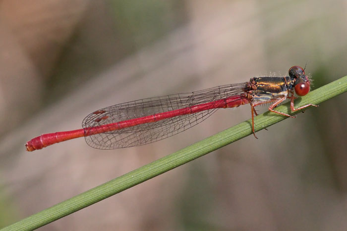 Small Red Damselfly 
