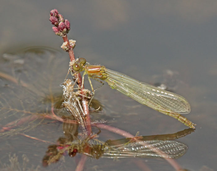 Small Red eyed Damselfly 