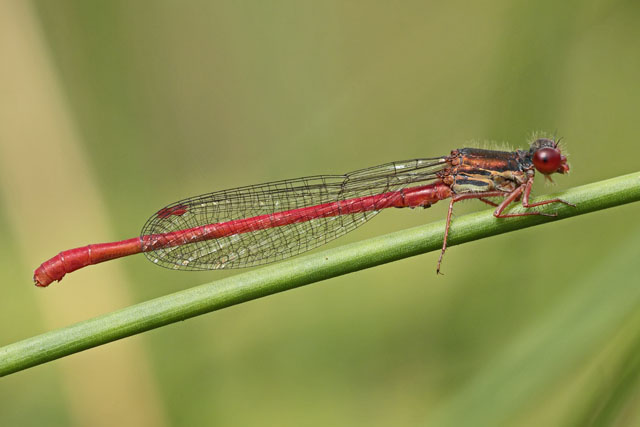 Small Red Damselfly
