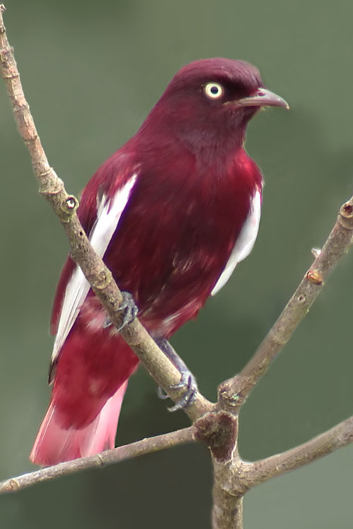 Pompadour Cotinga
