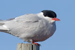Arctic Tern