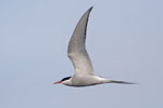 Arctic Tern