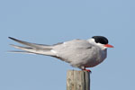 Arctic Tern
