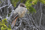Siberian Jay