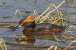 Slavonian Grebe