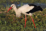 White Stork