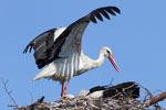 White Stork