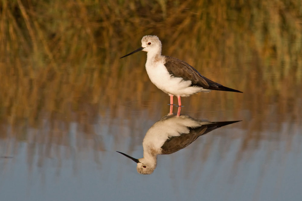 Black-winged Stilt