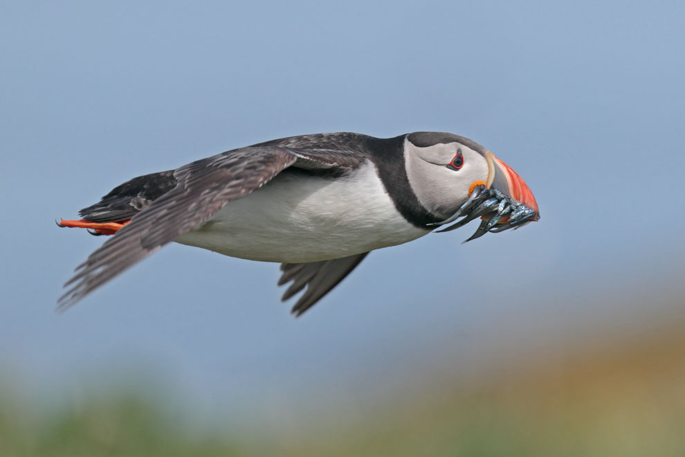 Puffin
