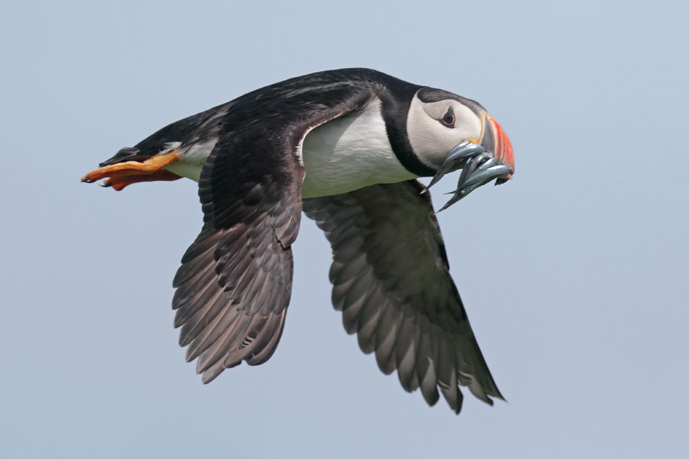 Puffin