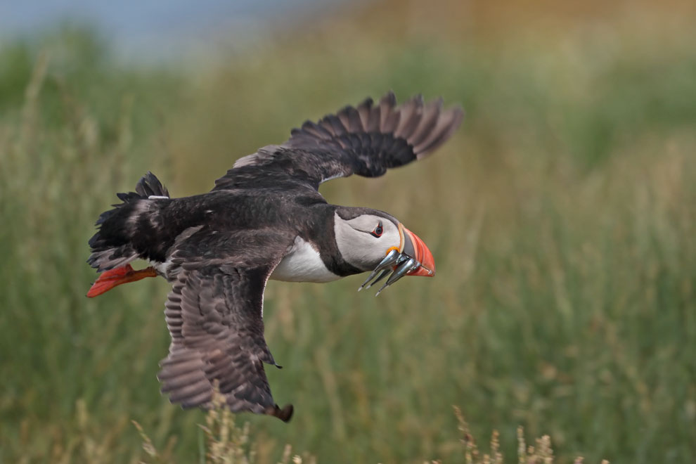 Puffin