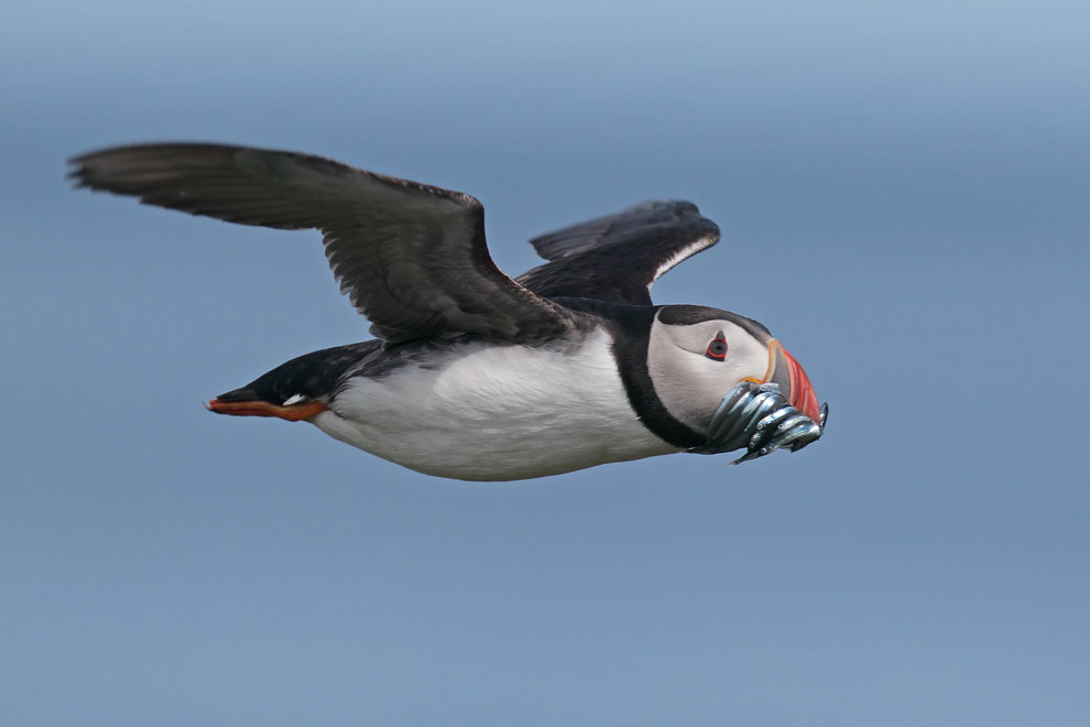 Puffin