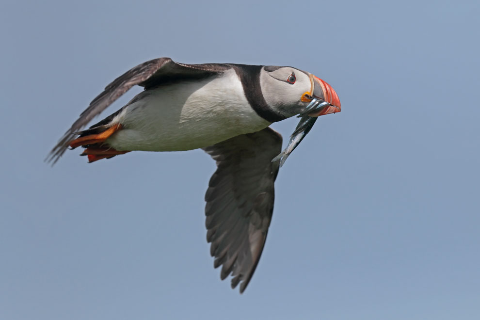 Puffin