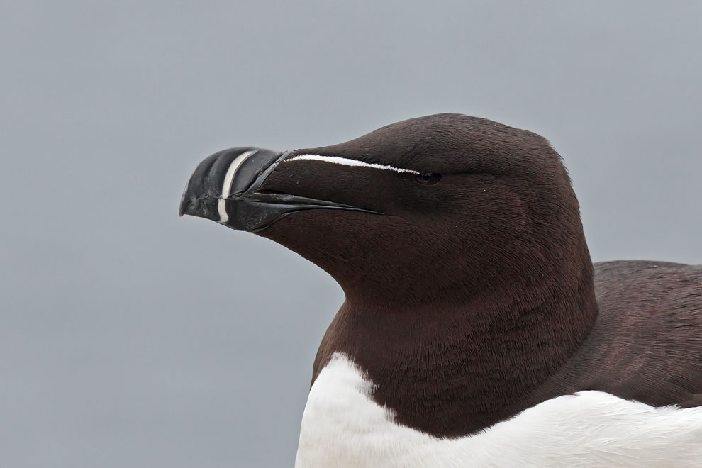 Razorbill 