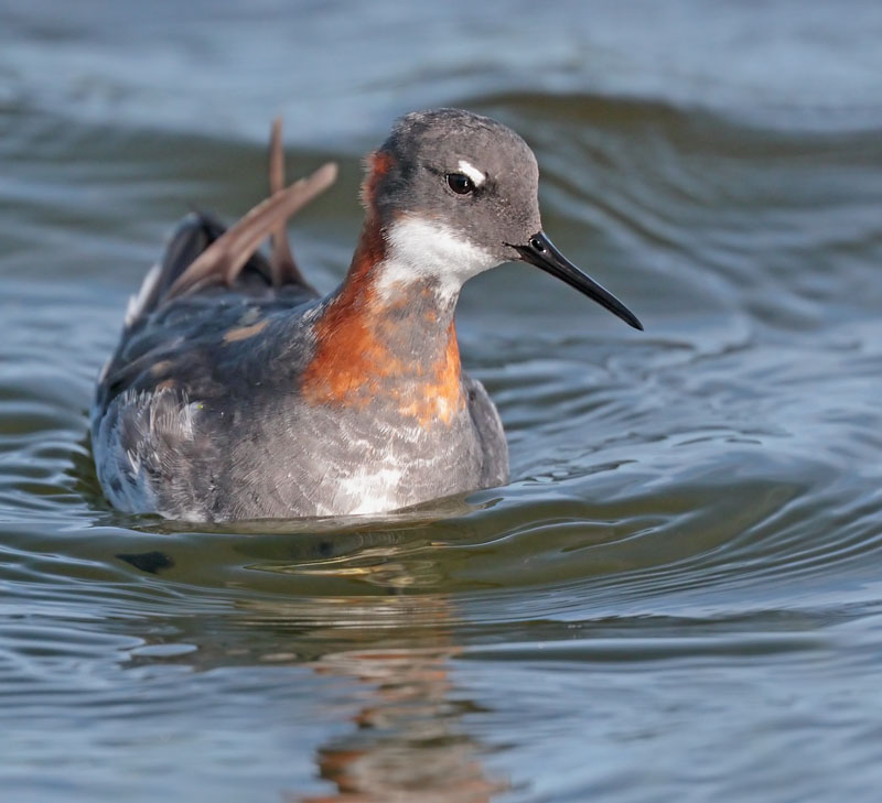 Red necked Phalarope
