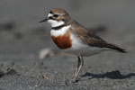 Banded Dotterel