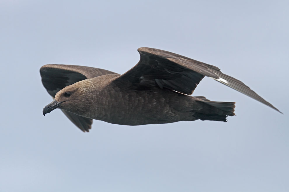 Brown Skua