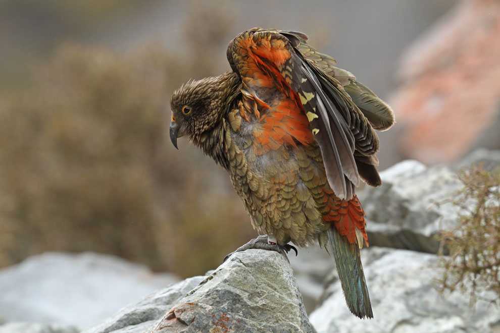 Kea
