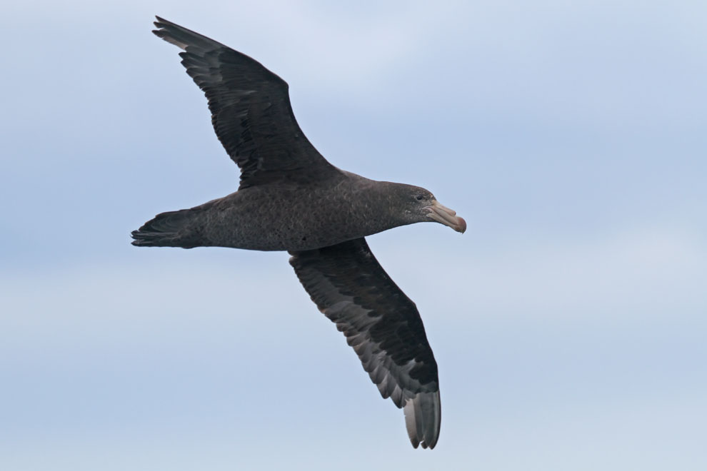 Northern Giant Petrel