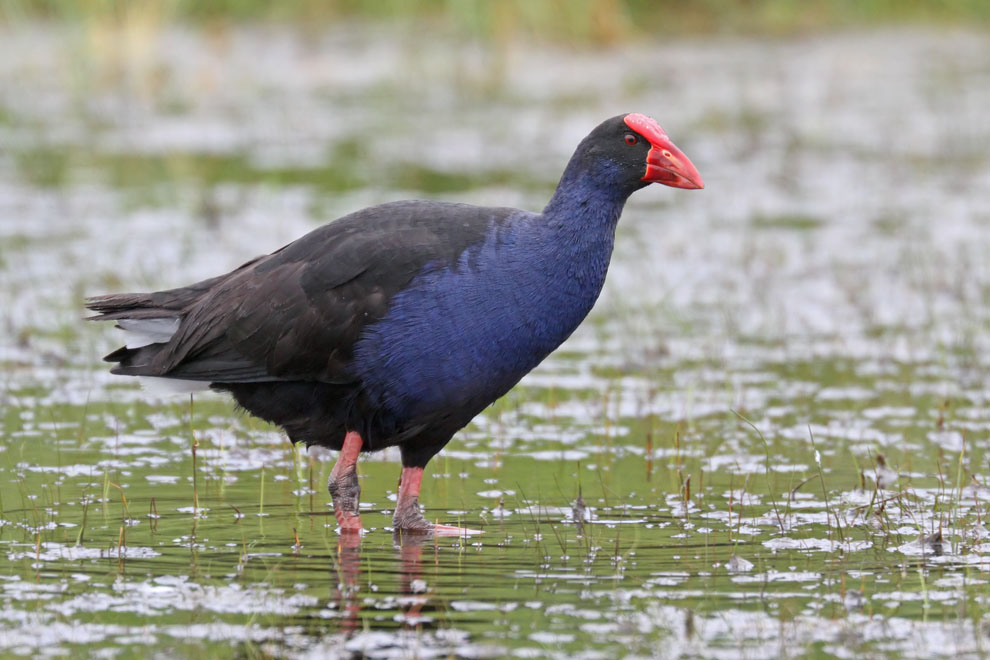 Purple Swamphen