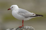 Red billed Gull
