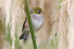 Silvereye
