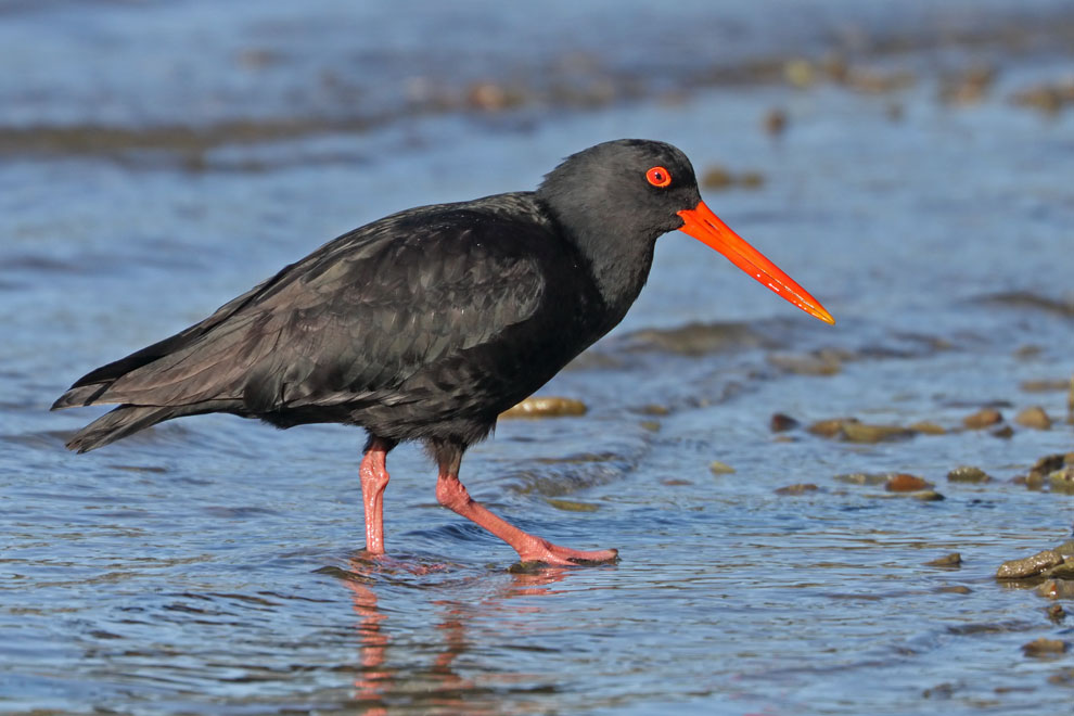 Variable Oystercatcher