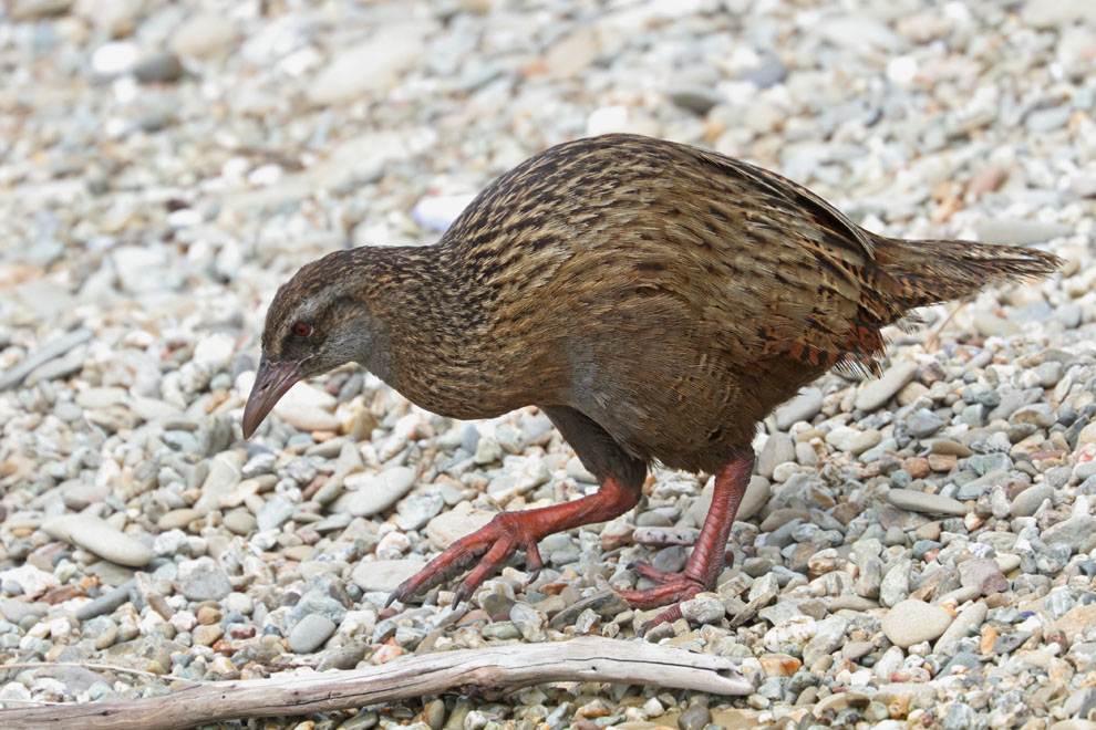 Weka