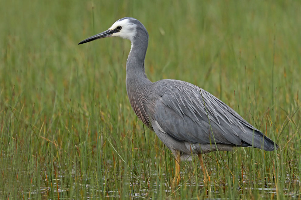 White-faced Heron