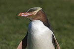 Yellow-eyed Penguin