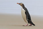 Yellow-eyed Penguin