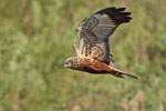 Marsh Harrier 