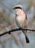 Red-backed Shrike