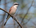 Red-backed Shrike 