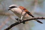 Red-backed Shrike 