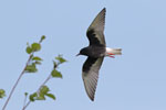 White-winged Black Tern