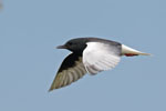 White-winged Black Tern