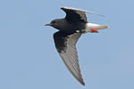 White-winged Black Tern