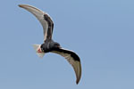 White-winged Black Tern 