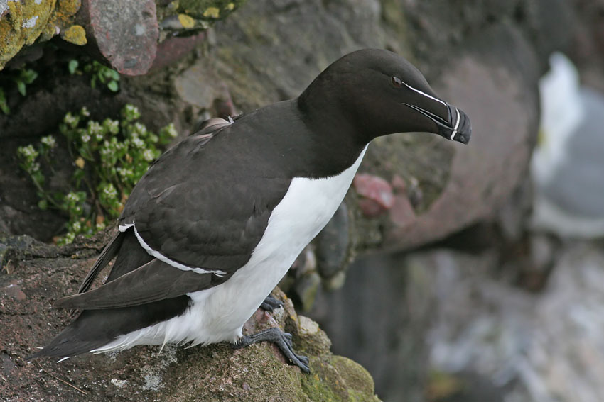 Razorbill
