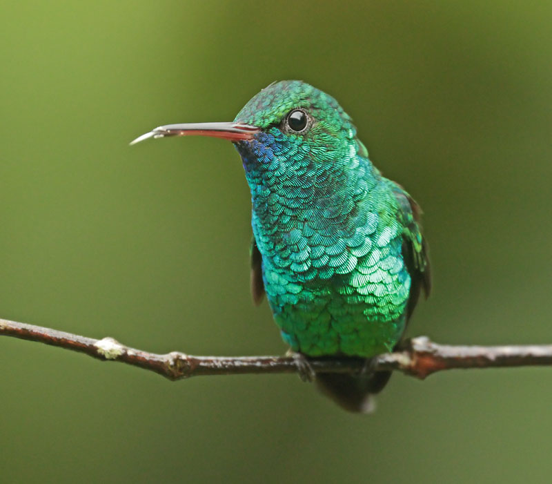 Blue chinned Sapphire