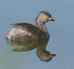 Least Grebe